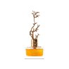 Aurora Scents Deciduous Autumn EDP 100 ml — товар спереди; полная композиция; на белом фоне